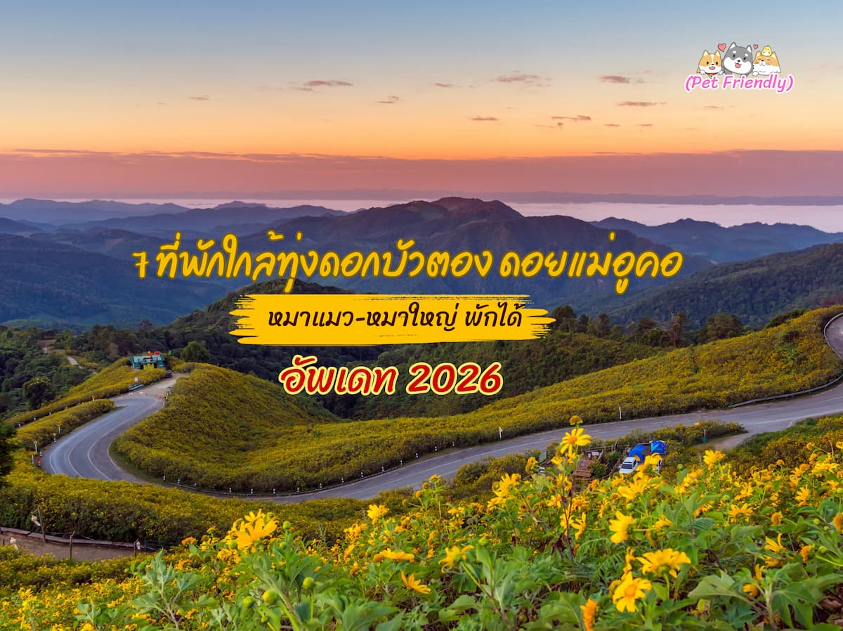 7 ที่พักใกล้ทุ่งดอกบัวตอง ดอยแม่อูคอ | หมาแมวพักได้ (รับหมาใหญ่) ชมวิว 360°