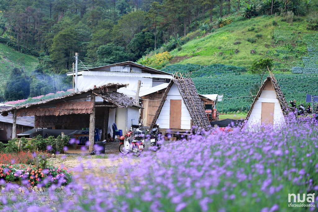 7 ที่พักใกล้ทุ่งดอกบัวตอง ดอยแม่อูคอ | หมาแมวพักได้ (รับหมาใหญ่) ชมวิวหมอก 360°