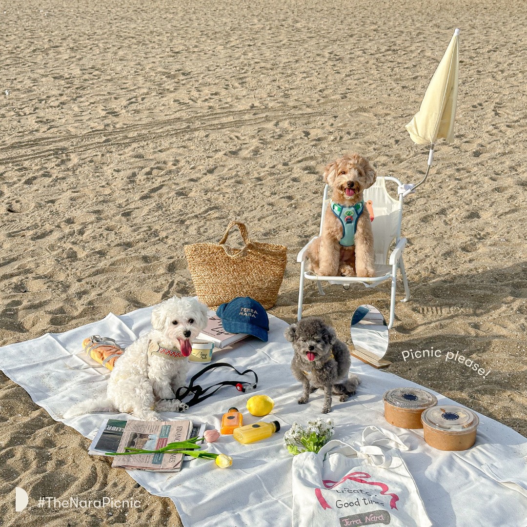 โรงแรม Terra Nara พัทยา | รับหมาใหญ่ (Pet Friendly) ใกล้ชายหาด 200 ม.