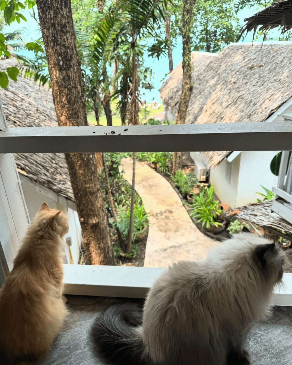 รีวิว Saffron On The Sea เกาะช้าง Pet Friendly หมาแมวพักได้ วิวทะเล 2569 