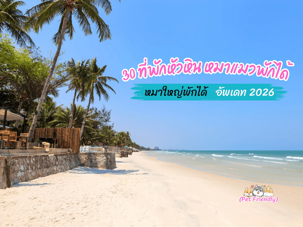 30 ที่พักหัวหิน หมาแมวพักได้ 2568: โรงแรม รีสอร์ต ติดทะเล หมาใหญ่เข้าได้ครบ