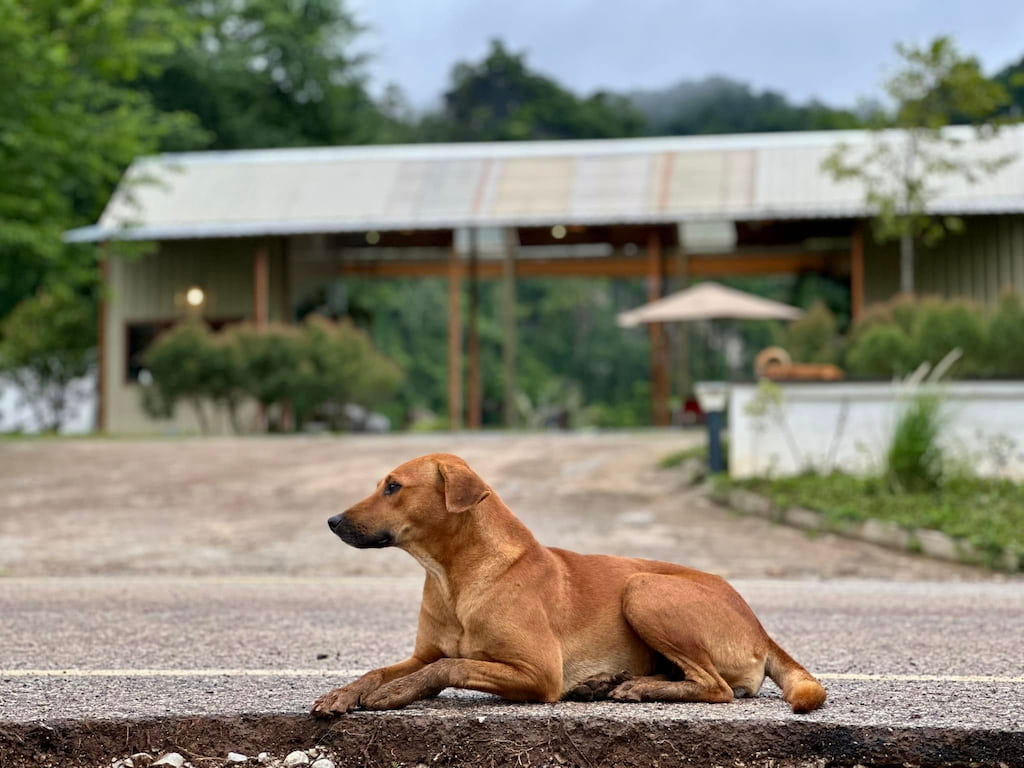 นอนนิ่ง อิงดาว จ.เลย Pet Friendly (วิวฟูจิเมืองเลย) หมาใหญ่พักได้ 