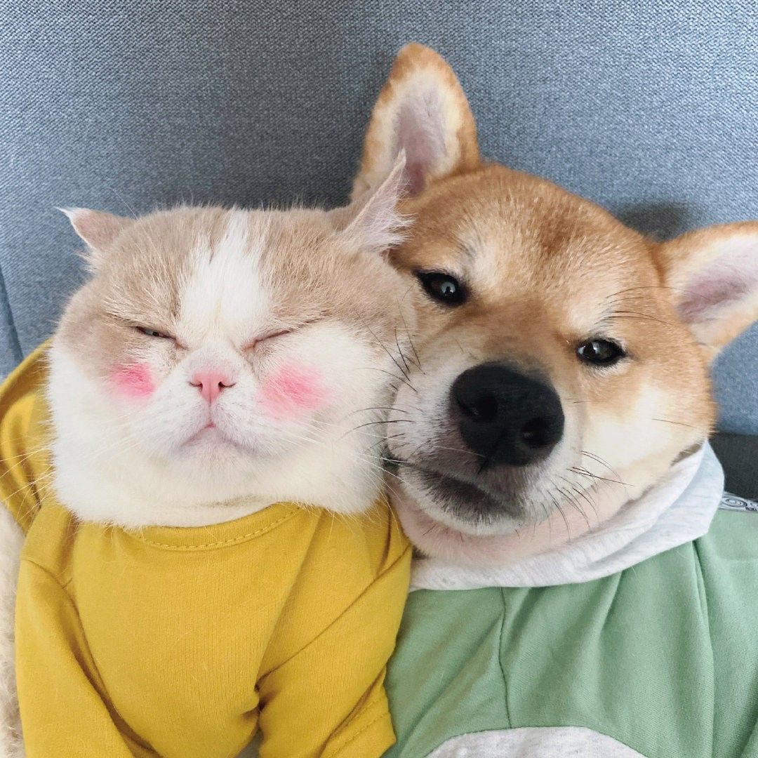 จดทะเบียนสุนัข-แมว กทม. 2569: สรุปข้อบัญญัติใหม่ ต้องฝังไมโครชิป และจำนวนที่เลี้ยงได้