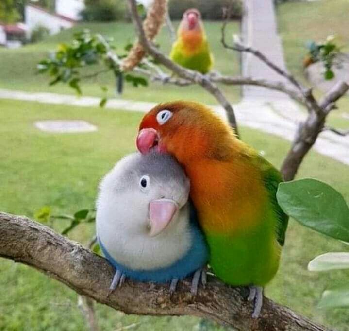 จดทะเบียนสุนัข-แมว กทม. 2569: สรุปข้อบัญญัติใหม่ ต้องฝังไมโครชิป และจำนวนที่เลี้ยงได้