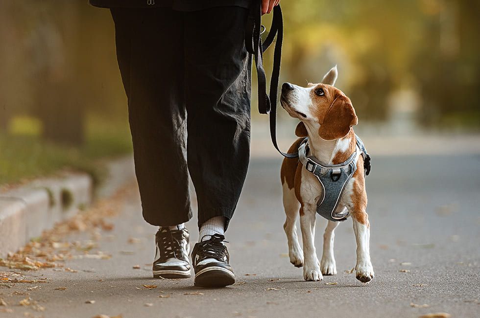 จดทะเบียนสุนัข-แมว กทม. 2569: สรุปข้อบัญญัติใหม่ ต้องฝังไมโครชิป และจำนวนที่เลี้ยงได้