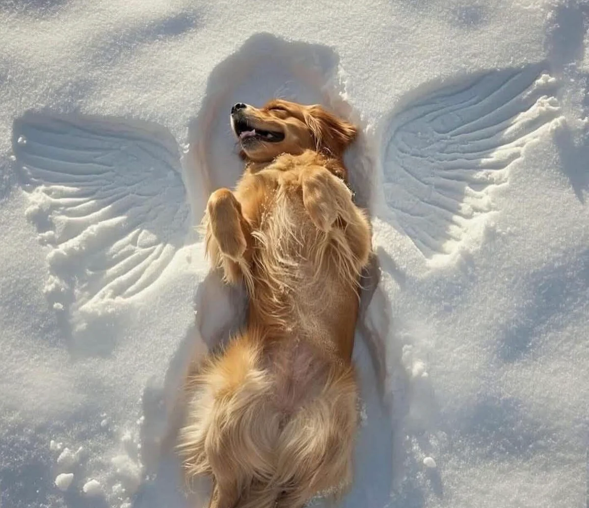 เผาศพหมา คืออะไร? ราคา ขั้นตอน และวัดฌาปนกิจสัตว์เลี้ยงใกล้ฉัน (อัปเดต 2569)