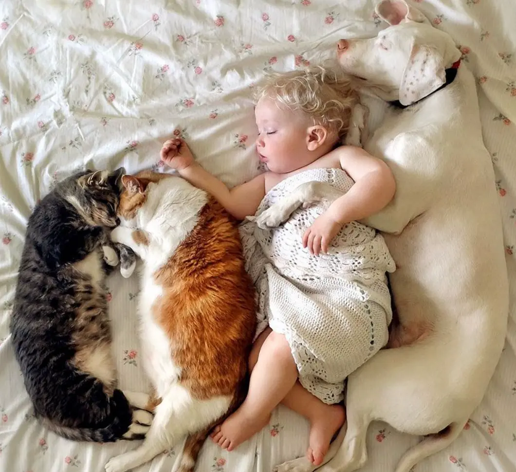 สุนัขนอนมากผิดปกติไหม? รู้จัก 5 สาเหตุที่น้องหมานอนทั้งวัน