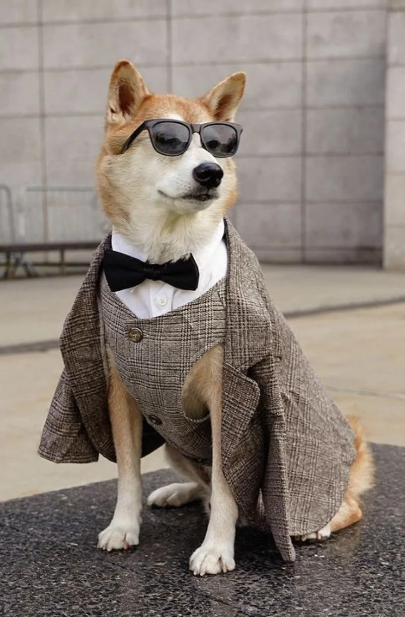 แฟชั่นน้องหมาน้องแมว 2026: อัปเดตเทรนด์ชุดสัตว์เลี้ยงทุกฤดู พร้อมวิธีดูแลสุขภาพให้เป๊ะ!