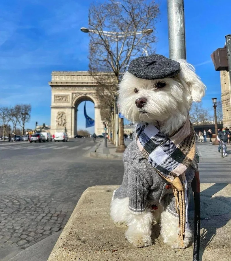 แฟชั่นน้องหมาน้องแมว 2026: อัปเดตเทรนด์ชุดสัตว์เลี้ยงทุกฤดู พร้อมวิธีดูแลสุขภาพให้เป๊ะ!