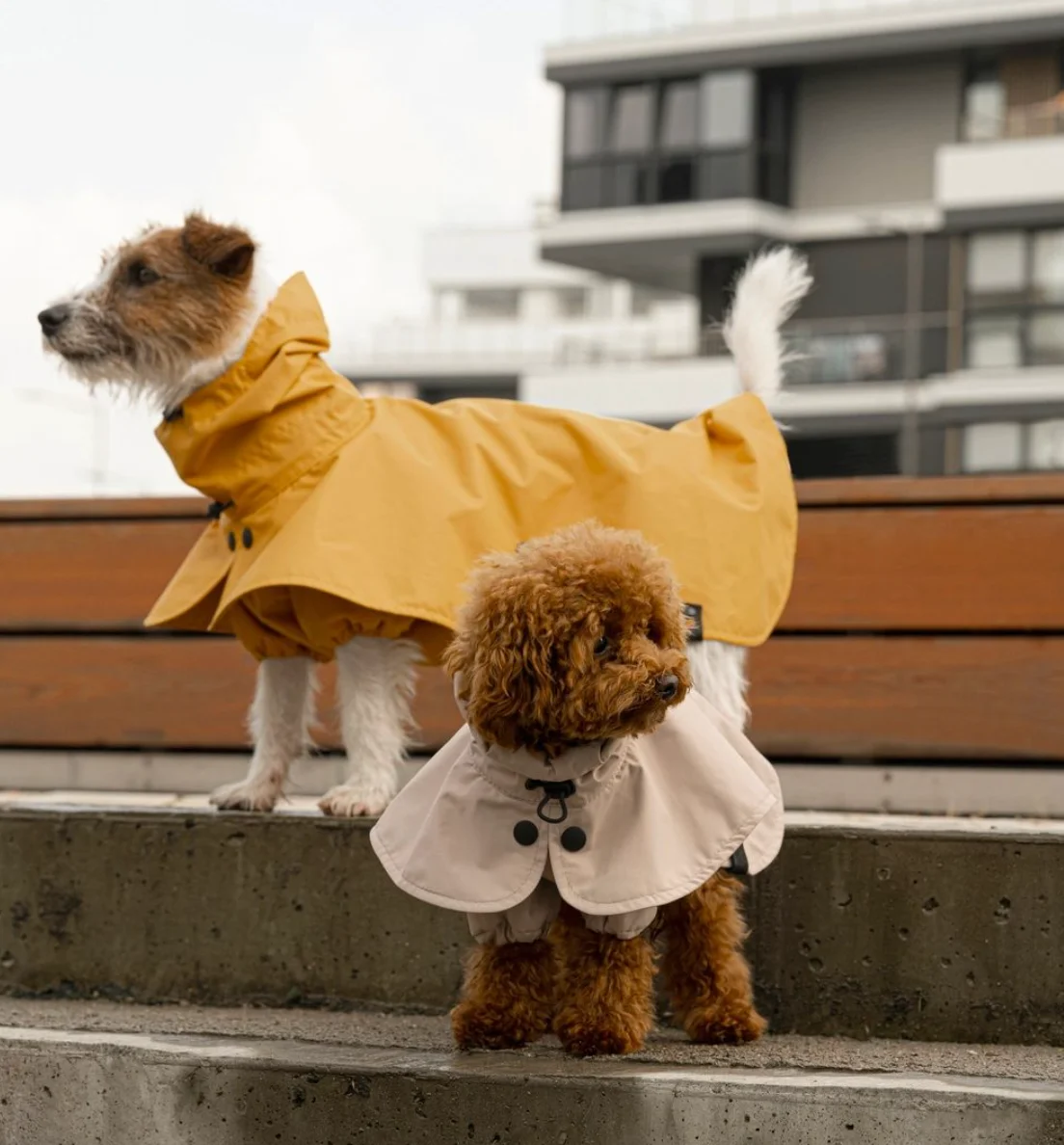 แฟชั่นน้องหมาน้องแมว 2026: อัปเดตเทรนด์ชุดสัตว์เลี้ยงทุกฤดู พร้อมวิธีดูแลสุขภาพให้เป๊ะ!