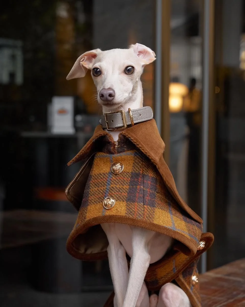 แฟชั่นน้องหมาน้องแมว 2026: อัปเดตเทรนด์ชุดสัตว์เลี้ยงทุกฤดู พร้อมวิธีดูแลสุขภาพให้เป๊ะ!