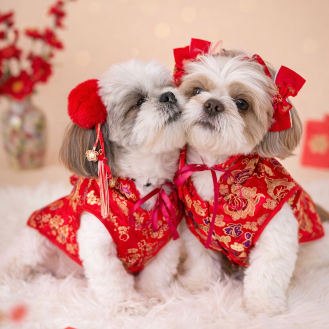 อัปเดตเทรนด์ 2026! ชุดจีนหมาแมวสุดน่ารัก ชุดตรุษจีนหมาใหญ่ มีไซส์ครบตั้งแต่น้องแมวจนถึงหมาใหญ่