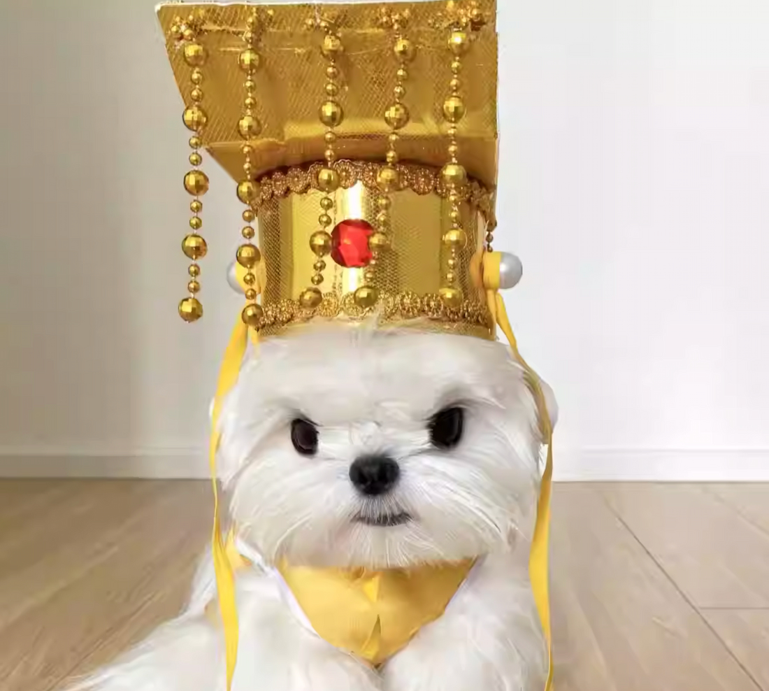 อัปเดตเทรนด์ 2026! ชุดจีนหมาแมวสุดน่ารัก ชุดตรุษจีนหมาใหญ่ มีไซส์ครบตั้งแต่น้องแมวจนถึงหมาใหญ่