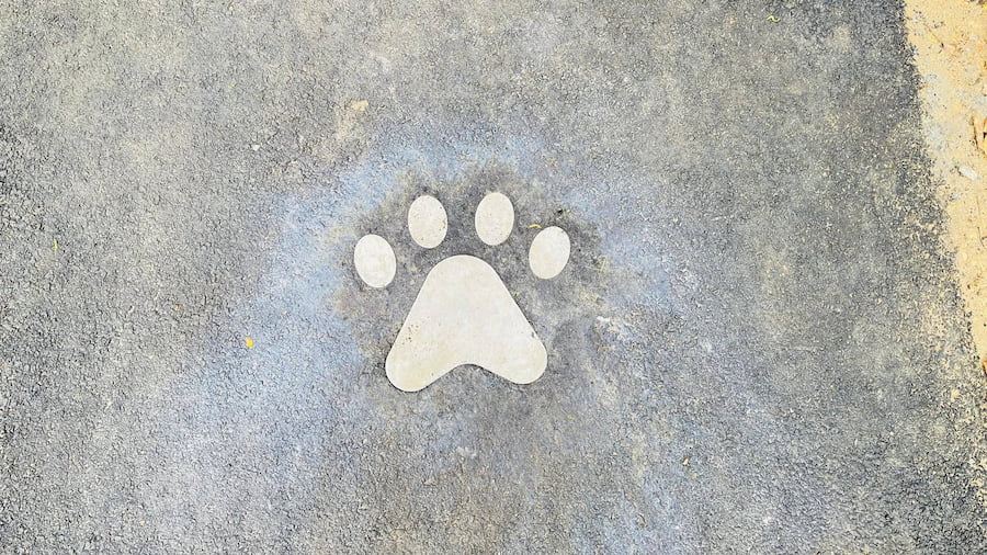 สวนลุมพินี Dog Park เปิดแล้ว! พาหมาเดินเล่นกลางกรุง สวนลุมพินี กรุงเทพ