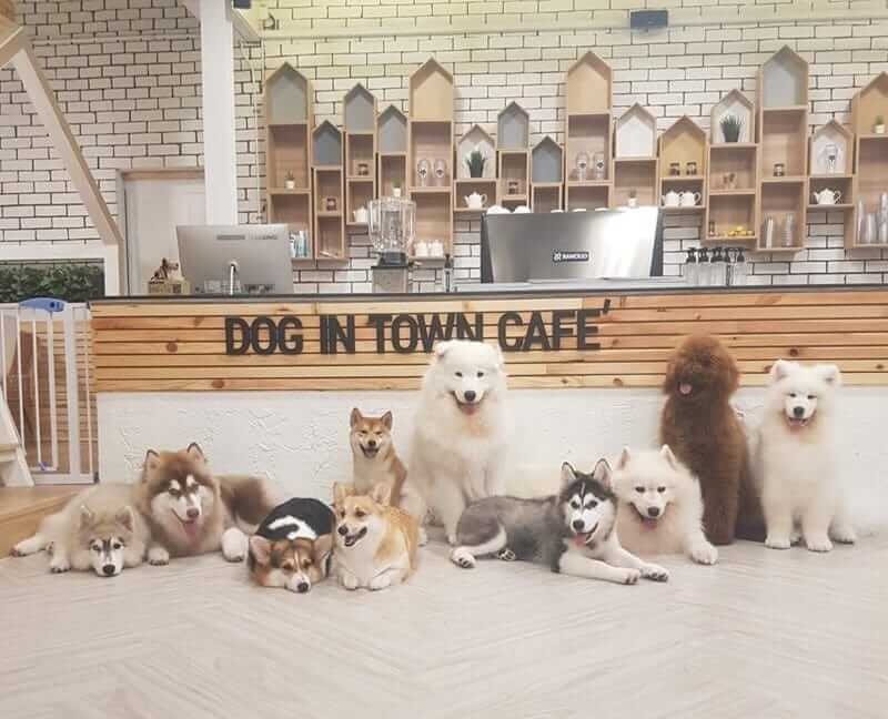 20 คาเฟ่หมาเข้าได้ กรุงเทพ อัปเดตล่าสุด 2569 Pet Friendly Cafe Bangkok