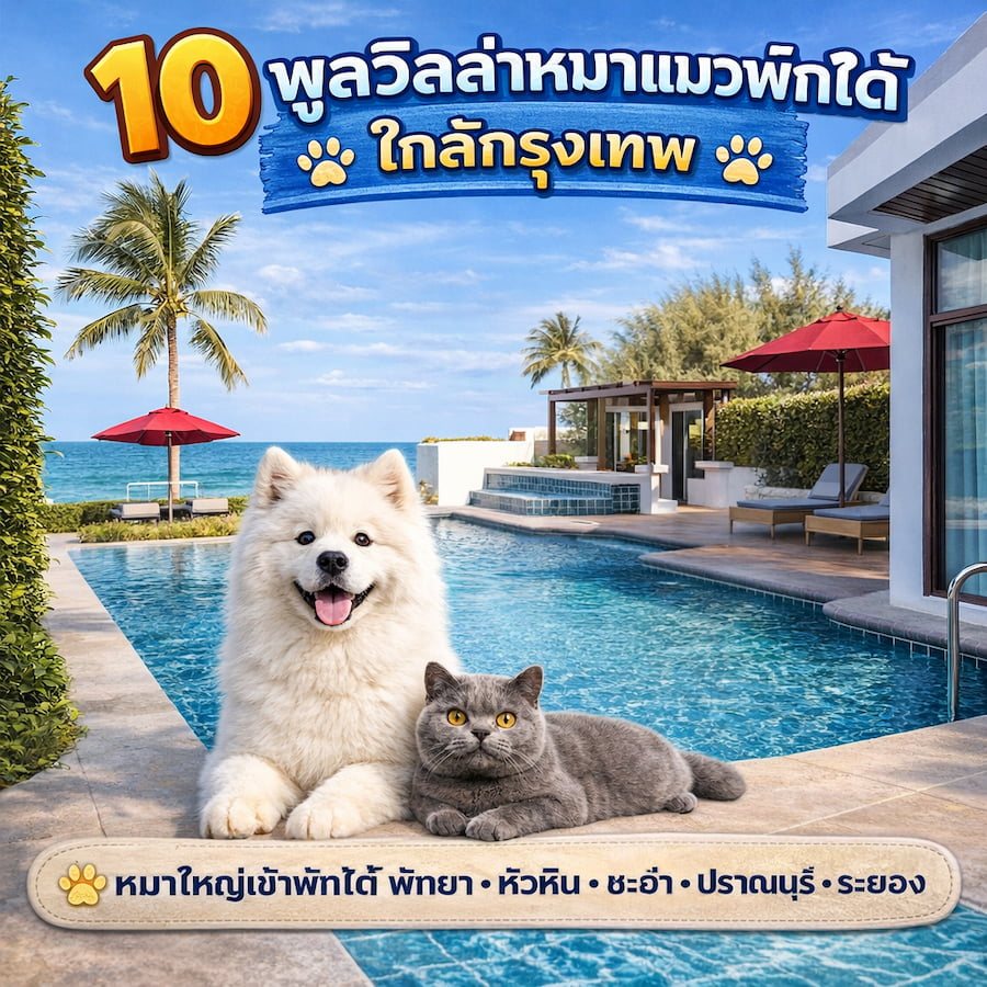 10 พูลวิลล่าหมาแมวพักได้ ใกล้กรุงเทพ หมาใหญ่เข้าพักได้ | พัทยา หัวหิน ชะอำ ปราณบุรี ระยอง 2569