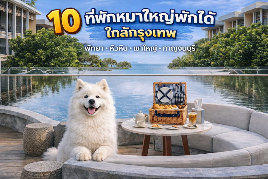 10 ที่พักหมาใหญ่พักได้ ใกล้กรุงเทพ พาหมาแมวเข้าพักได้ | พัทยา หัวหิน เขาใหญ่ กาญจนบุรี 2569