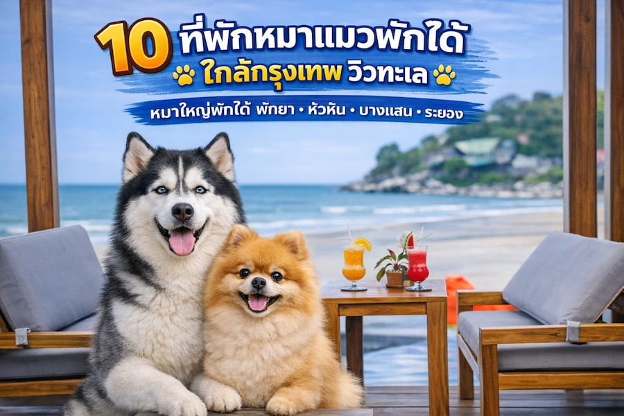 10 ที่พักหมาแมวพักได้ ใกล้กรุงเทพ วิวทะเล หมาใหญ่พักได้ พัทยา หัวหิน บางแสน ระยอง อัปเดต 2569