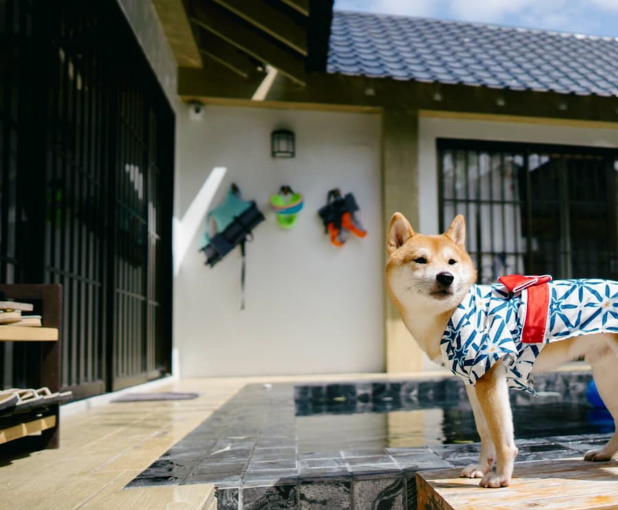 5 ที่พักพูลวิลล่า สัตหีบ แสมสาร หมาพักได้ ติดทะเล วิวสวย ใกล้เกาะแสมสาร