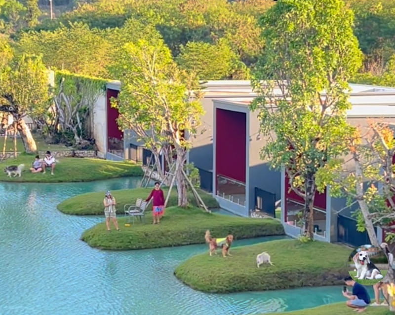 40 ที่พักหมาพักได้ พัทยา ติดทะเล หมาใหญ่พักได้ 