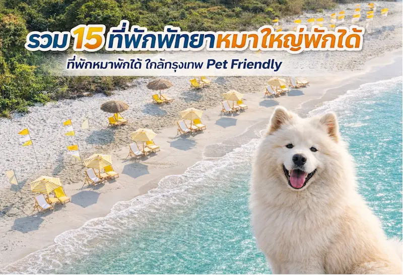 15 ที่พักพัทยาหมาใหญ่พักได้ ติดทะเล วิวสวย ราคาเบา พาน้องหมาวิ่งเล่นได้ อัปเดต 2569