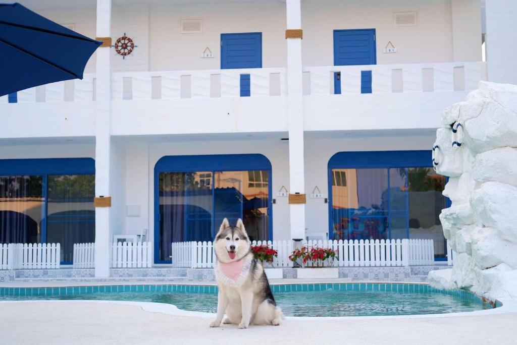 รวม 15 ที่พักพัทยาหมาใหญ่พักได้ ที่พักหมาพักได้ ใกล้กรุงเทพ  Pet Friendly ติดทะเล