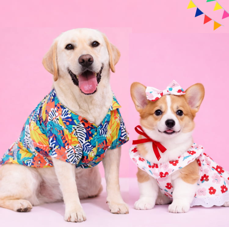 รวมเสื้อหมาแมวลายดอก ฮาวายสุดน่ารัก ใส่ได้ทั้งหมาเล็กและหมาใหญ่