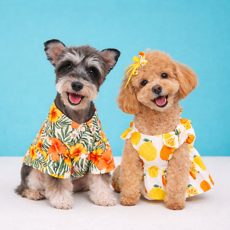 รวมเสื้อหมาแมวลายดอก ฮาวายสุดน่ารัก ใส่ได้ทั้งหมาเล็กและหมาใหญ่