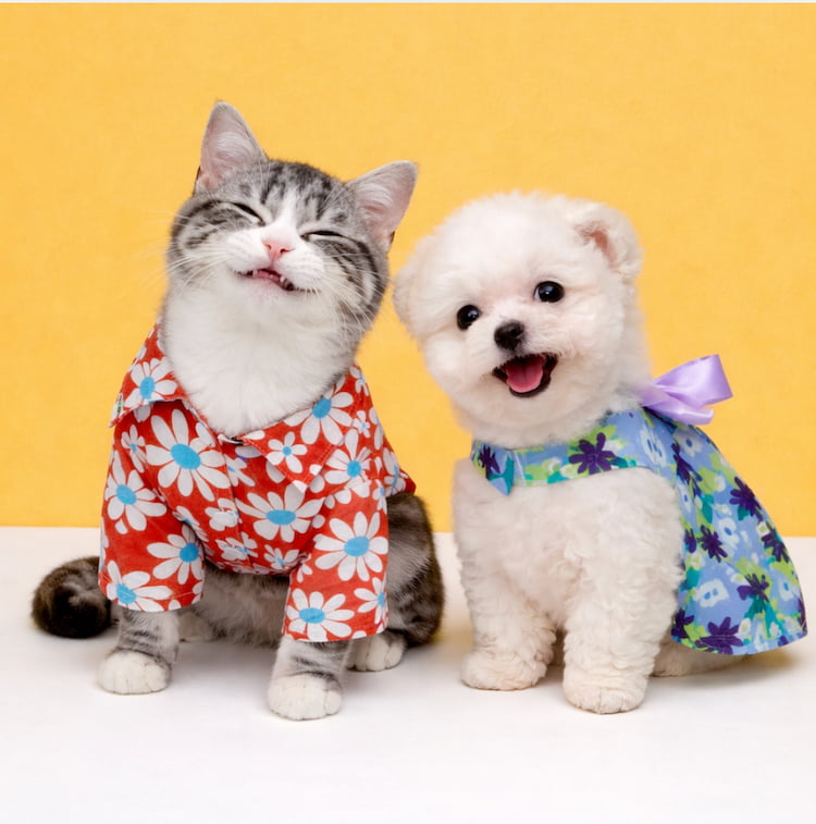 รวมเสื้อหมาแมวลายดอก ฮาวายสุดน่ารัก ใส่ได้ทั้งหมาเล็กและหมาใหญ่