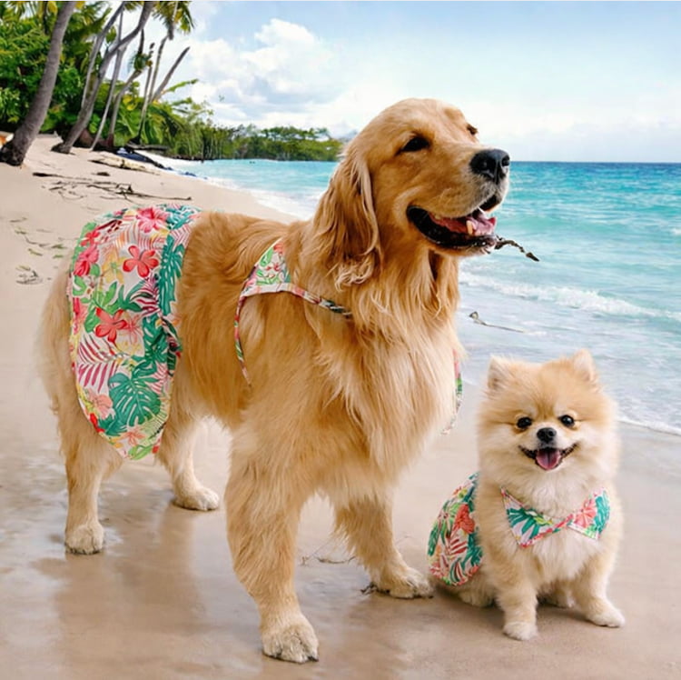 รวมเสื้อหมาแมวลายดอก ฮาวายสุดน่ารัก ใส่ได้ทั้งหมาเล็กและหมาใหญ่
