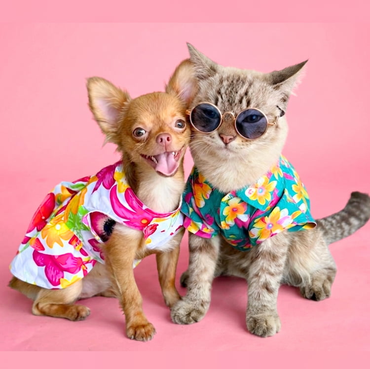 รวมเสื้อหมาแมวลายดอก ฮาวายสุดน่ารัก ใส่ได้ทั้งหมาเล็กและหมาใหญ่
