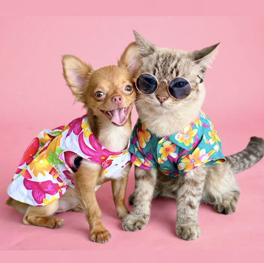 เสื้อหมา เสื้อแมว เสื้อสงกรานต์หมา เสื้อหมาฮาวาย ลาย ...