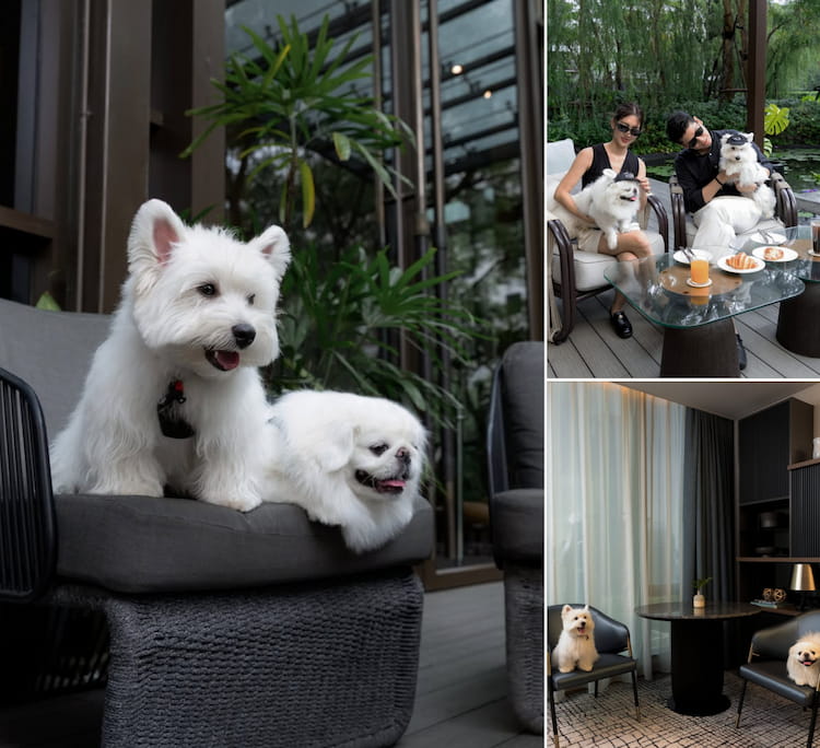 รวม 10 โรงแรม Pet Friendly กรุงเทพ พาหมาเข้าพักได้จริง