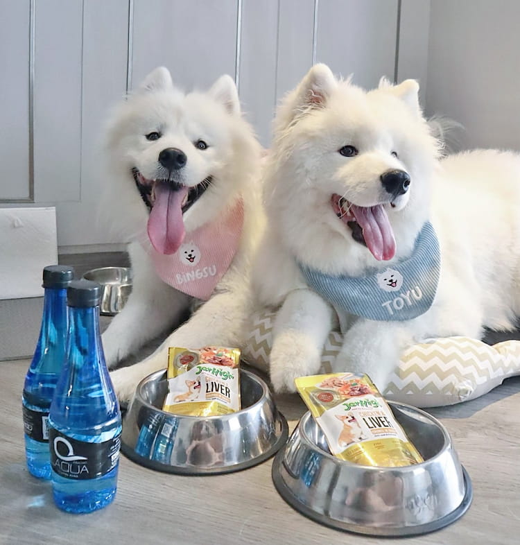 รวม 10 โรงแรม Pet Friendly กรุงเทพ พาหมาเข้าพักได้จริง