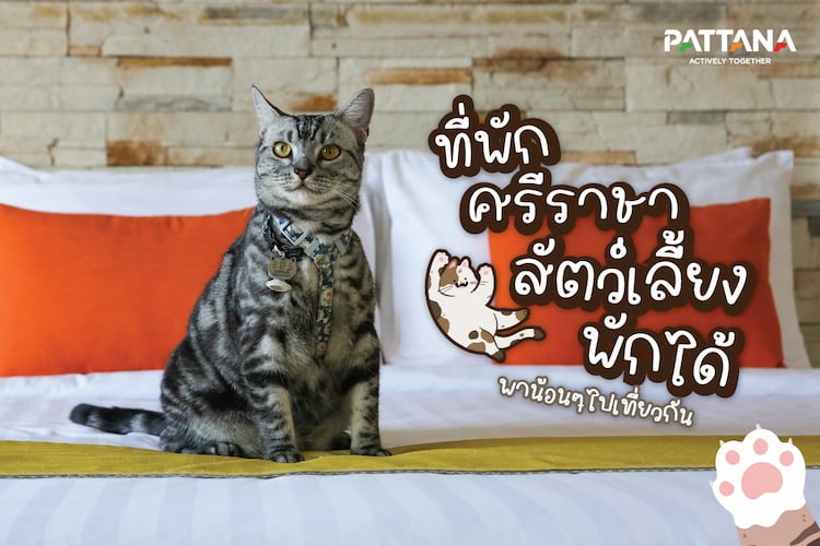 6 ที่พักศรีราชา หมาพักได้ ราคาดี หมาใหญ่พักได้ ใกล้ตัวเมือง อัปเดต 2569