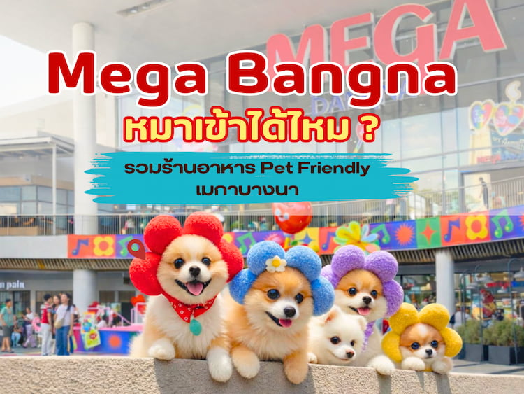 Mega Bangna หมาเข้าได้ไหม? พาเข้าได้จริงหรือแค่ใส่รถเข็น อัปเดตล่าสุด 2569
