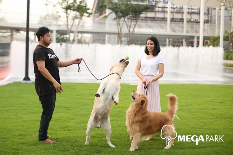 Mega Bangna หมาเข้าได้ไหม? รวมร้านอาหาร Pet Friendly เมกาบางนา