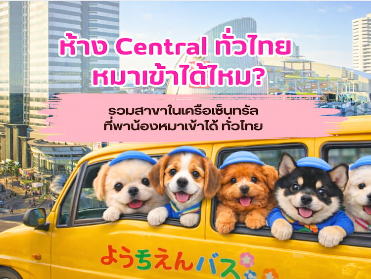 ห้าง Central ทั่วไทย หมาเข้าได้ไหม? รวมสาขา Pet Friendly อัปเดต 2569