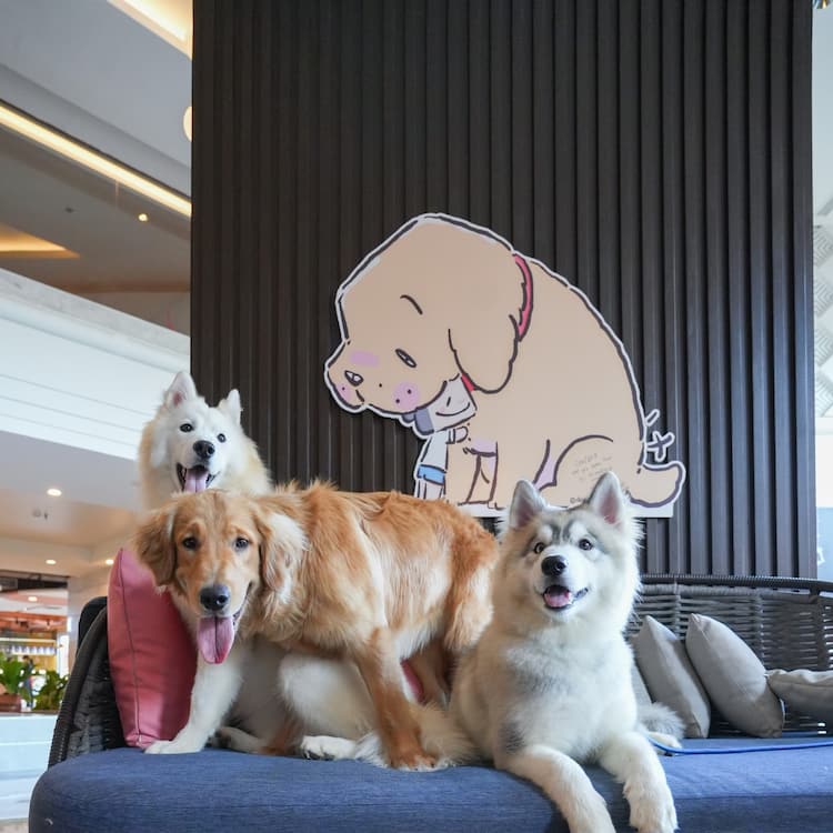 17 ที่พักอุดรธานี หมาพักได้จริง ใกล้เมือง/คำชะโนด Pet Friendly หมาใหญ่พักได้