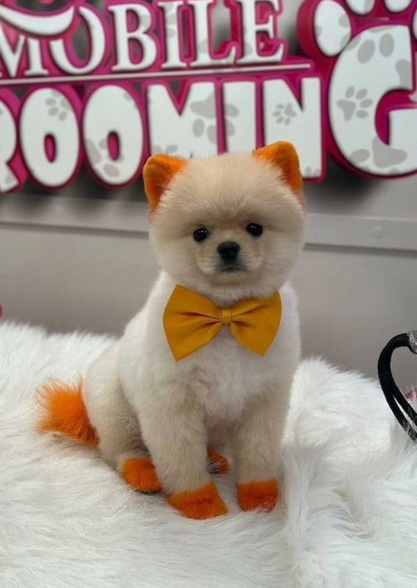 20 ทรงขนปอมเมอเรเนียน ยอดฮิต น่ารักมาก ตัดแล้วหน้าเด็ก สไตล์ Teddy Bear และเกาหลี