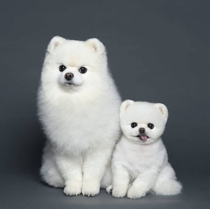 20 ทรงขนปอมเมอเรเนียน ยอดฮิต น่ารักมาก ตัดแล้วหน้าเด็ก สไตล์ Teddy Bear และเกาหลี
