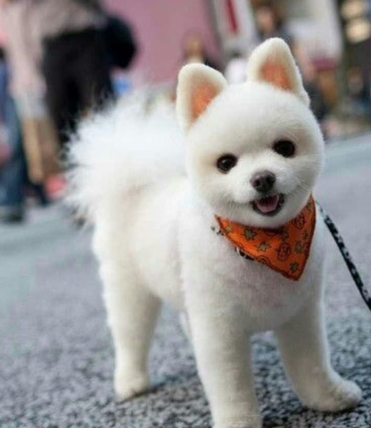 20 ทรงขนปอมเมอเรเนียน ยอดฮิต น่ารักมาก ตัดแล้วหน้าเด็ก สไตล์ Teddy Bear และเกาหลี