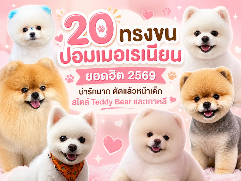 20 ทรงขนปอมเมอเรเนียน ยอดฮิต น่ารักมาก ตัดแล้วหน้าเด็ก สไตล์ Teddy Bear และเกาหลี