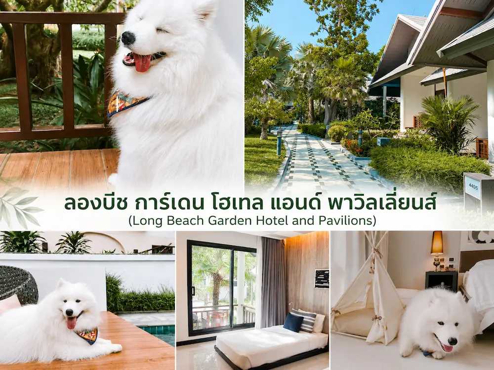 10 ที่พักหมาใหญ่พักได้ ใกล้กรุงเทพ พาหมาแมวเข้าพักได้ | พัทยา หัวหิน เขาใหญ่ กาญจนบุรี