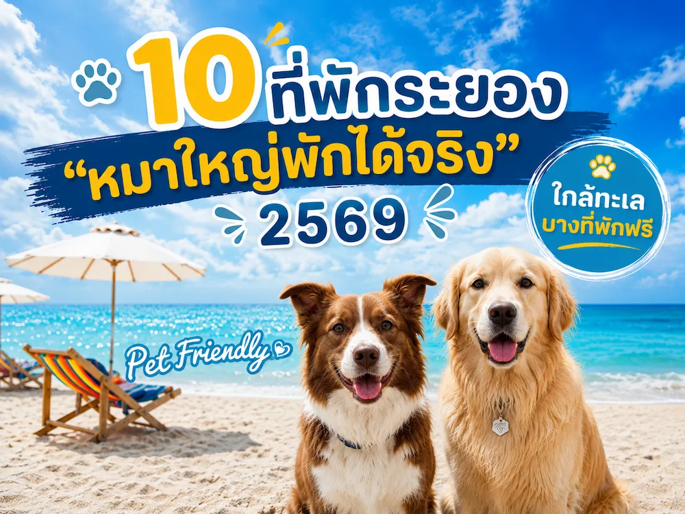10 ที่พักระยอง “หมาใหญ่พักได้จริง” ไม่ต้องแอบ บางที่สัตว์เลี้ยงเข้าพักฟรี ใกล้ทะเล Pet Friendly