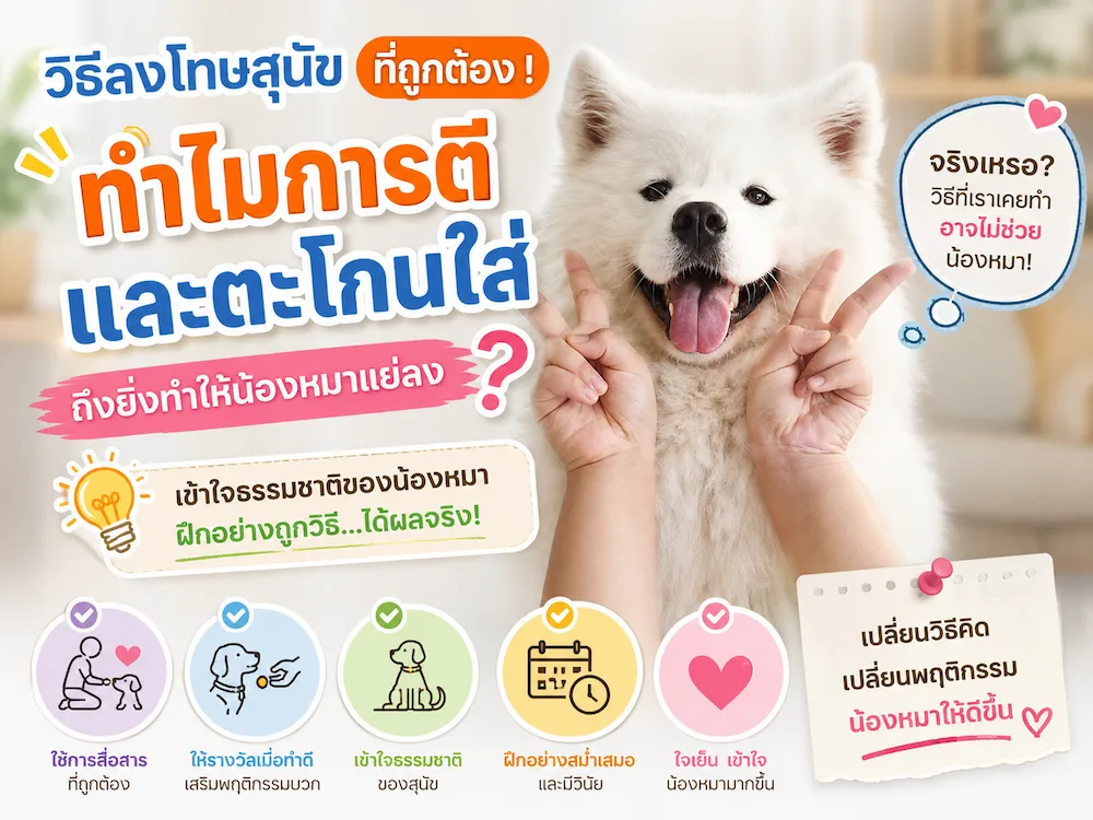 วิธีลงโทษสุนัขที่ถูกต้อง ! ทำไมการตีและตะโกนใส่ ถึงยิ่งทำให้น้องหมาแย่ลง