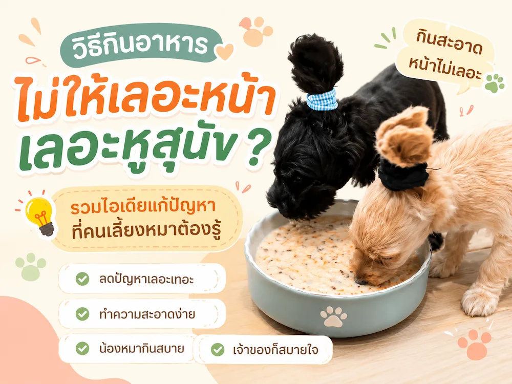 วิธีกินอาหารไม่ให้เลอะหน้าเลอะหูสุนัข ? รวมไอเดียแก้ปัญหาที่คนเลี้ยงหมาต้องรู้