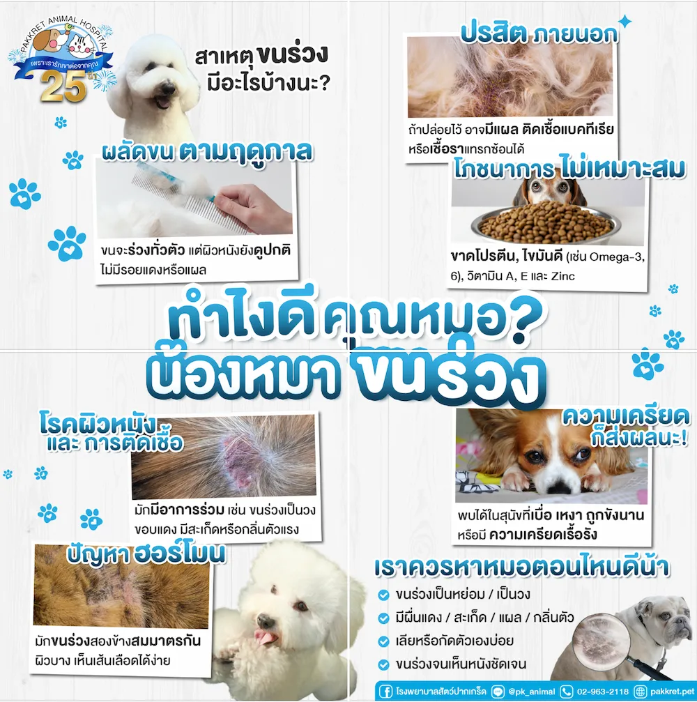หมาขนร่วงผิดปกติ เกิดจากอะไร? รวมสาเหตุสำคัญที่เจ้าของสุนัขควรรู้ โดยสัตวแพทย์โรคผิวหนัง