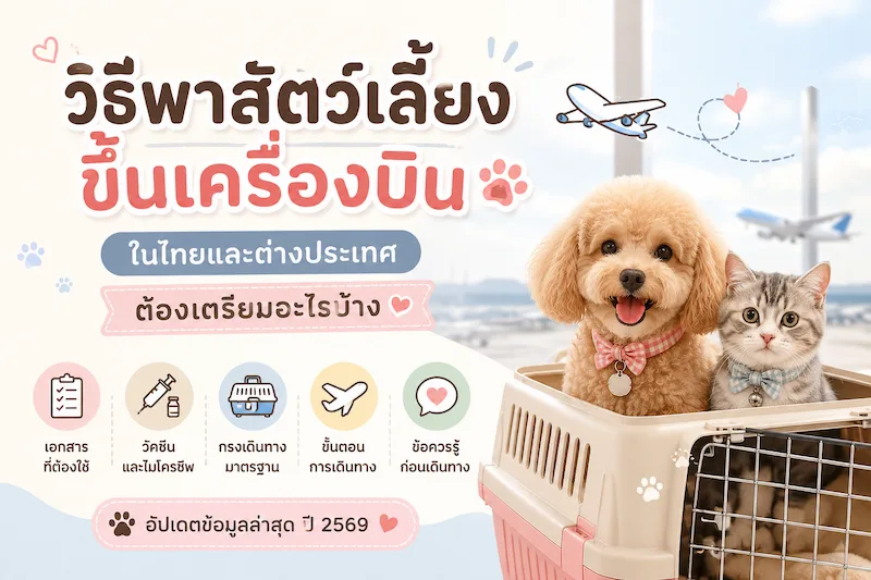 พาสัตว์เลี้ยงขึ้นเครื่องบินได้ไหม? วิธีพาหมาแมวขึ้นเครื่องในไทย-ต่างประเทศ ปี 2569