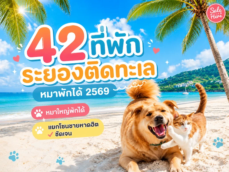 42 ที่พักระยองติดทะเล หมาพักได้ 2569 หมาใหญ่พักได้ แยกโซนชายหาดฮิต ชัดเจน